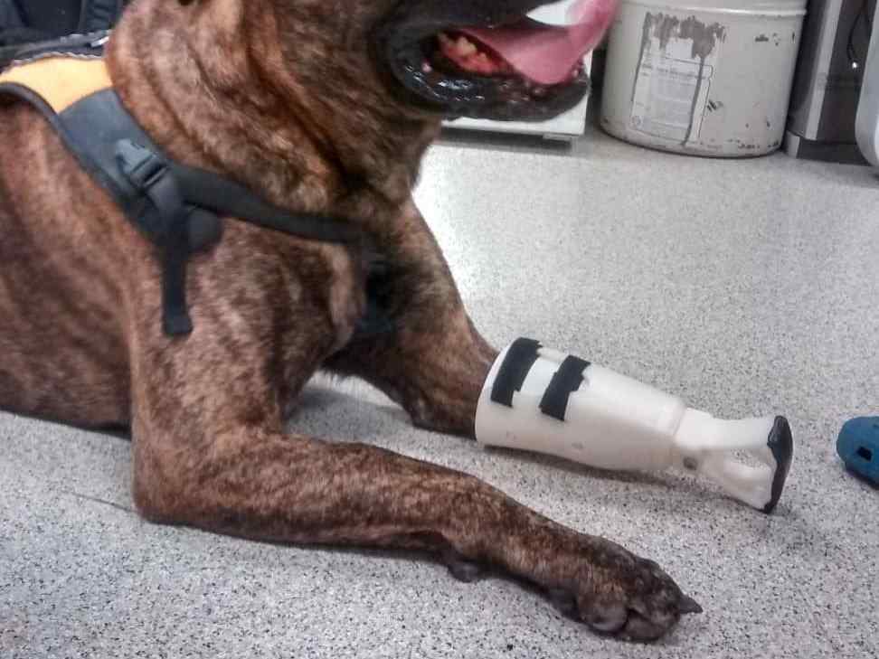 image showing the leg prosthetic prototype for a dog